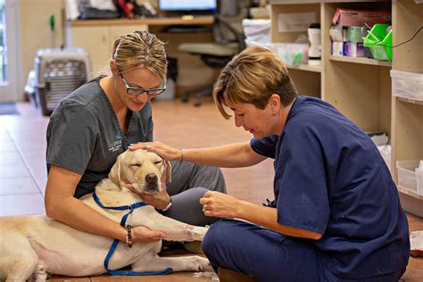 bluepearl irvine|blue pearl animal hospital irvine.